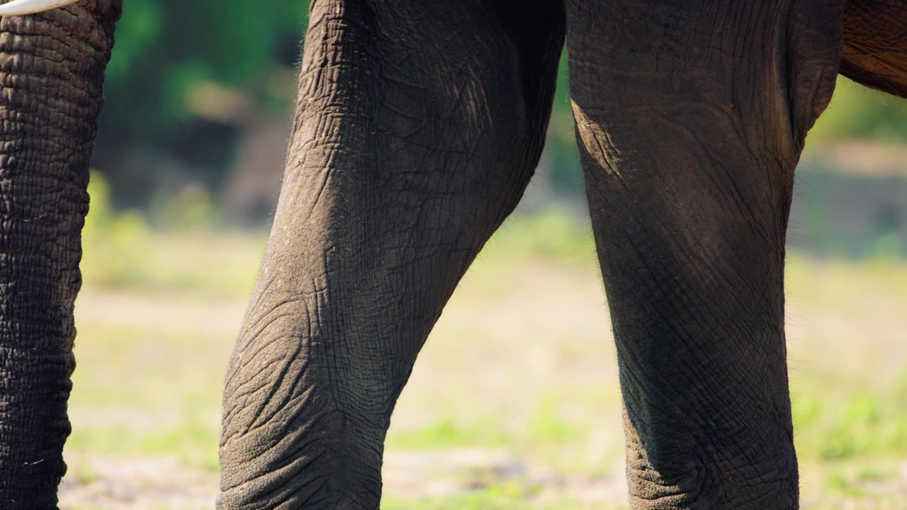 非洲博茨瓦纳乔贝国家公园，一只雄性非洲丛林象(Loxodonta africana)在繁殖季节的腿特写视频素材