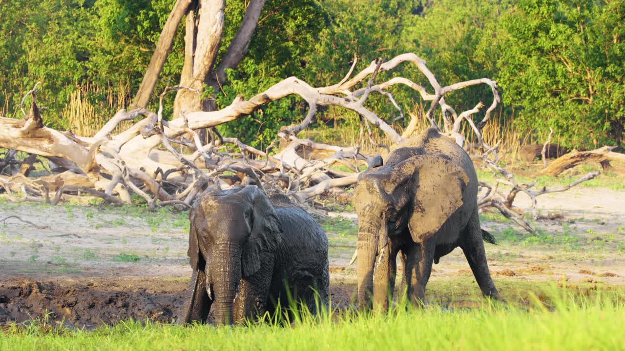 两只非洲丛林象(Loxodonta africana)在自己身上扔泥巴。大象在南非博茨瓦纳的乔贝国家公园洗澡视频素材