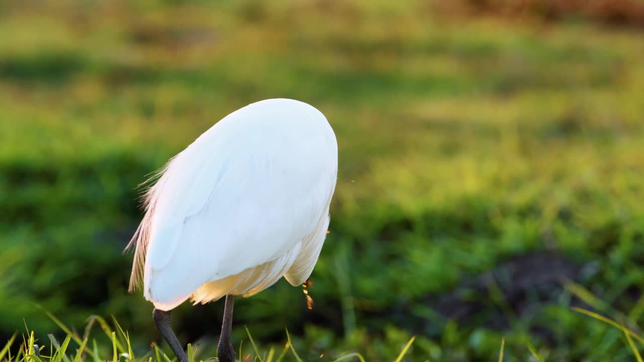 非洲博茨瓦纳乔贝国家公园，一只大白鹭(Ardea alba)吃鱼的特写视频素材