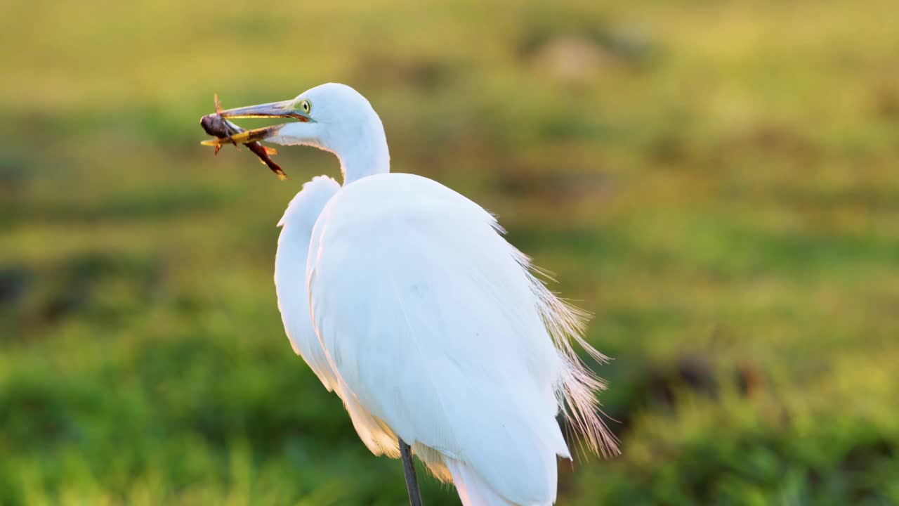 非洲博茨瓦纳乔贝国家公园，一只大白鹭(Ardea alba)试图吞下一条鱼视频素材