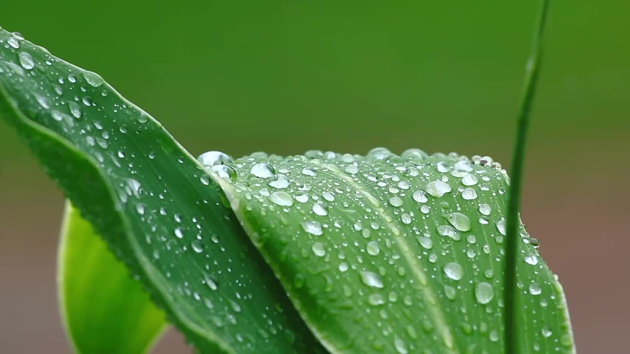 雨水滴视频下载