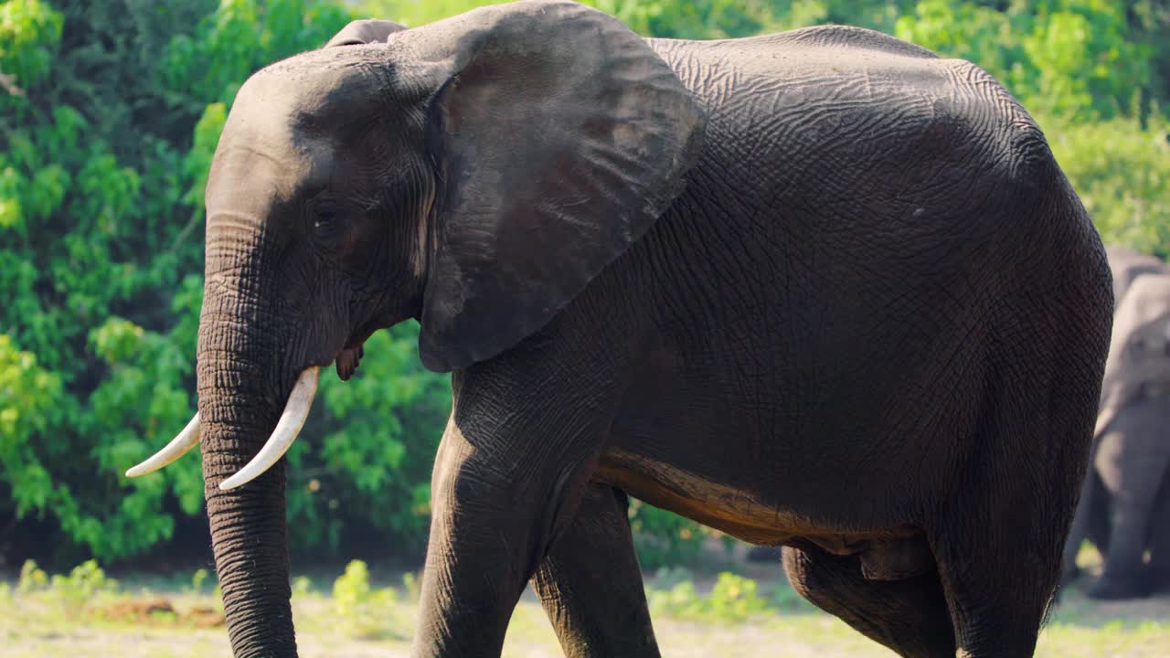 在南非博茨瓦纳乔贝国家公园散步的非洲丛林象(Loxodonta africana)的全身特写视频素材