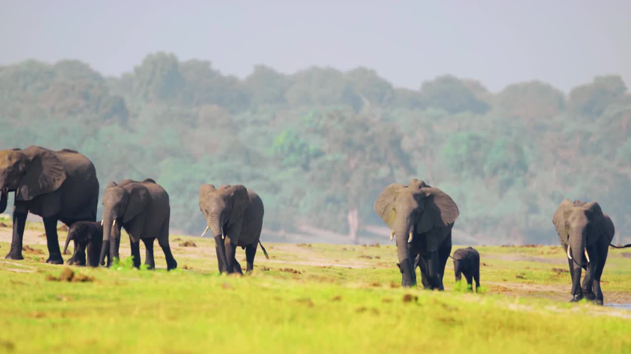 广角拍摄一大群非洲野生丛林象(Loxodonta africana)在南非博茨瓦纳乔贝国家公园的草原上行走视频素材