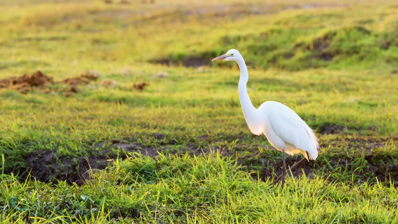 非洲博茨瓦纳乔贝国家公园，一只大白鹭(Ardea alba)在草丛中觅食视频素材