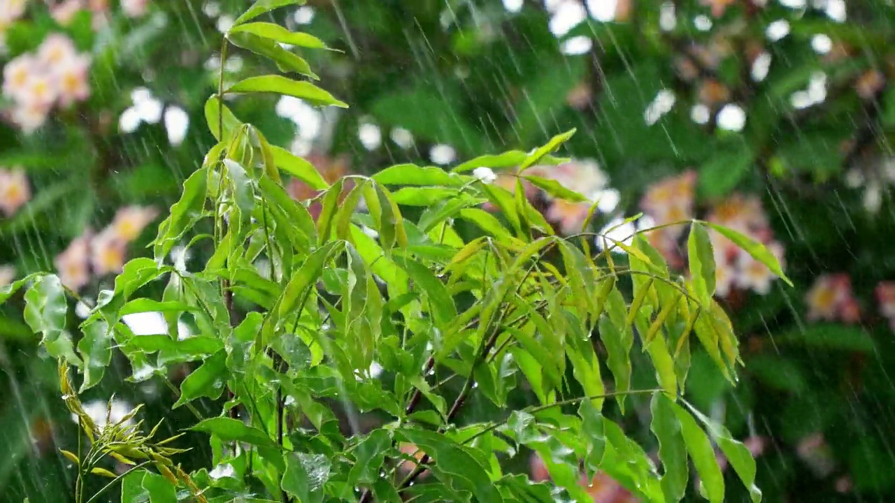 大雨和风吹着绿树。视频素材