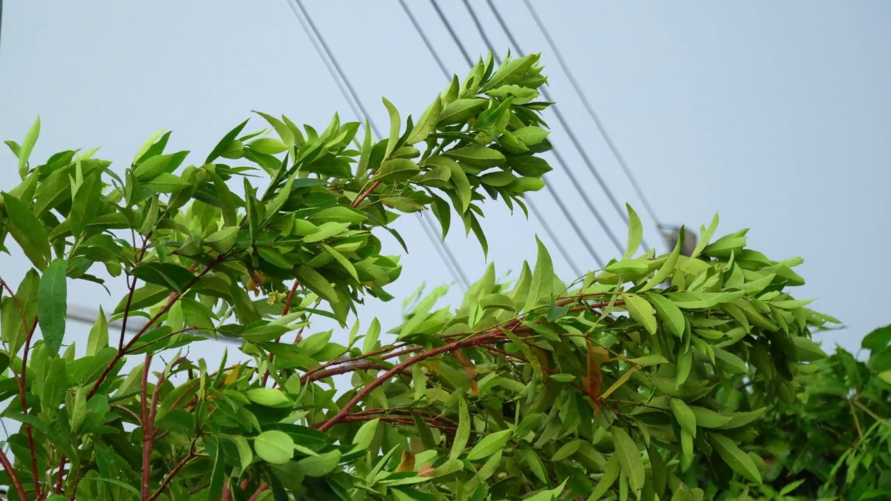 大雨和风吹着绿树。视频素材