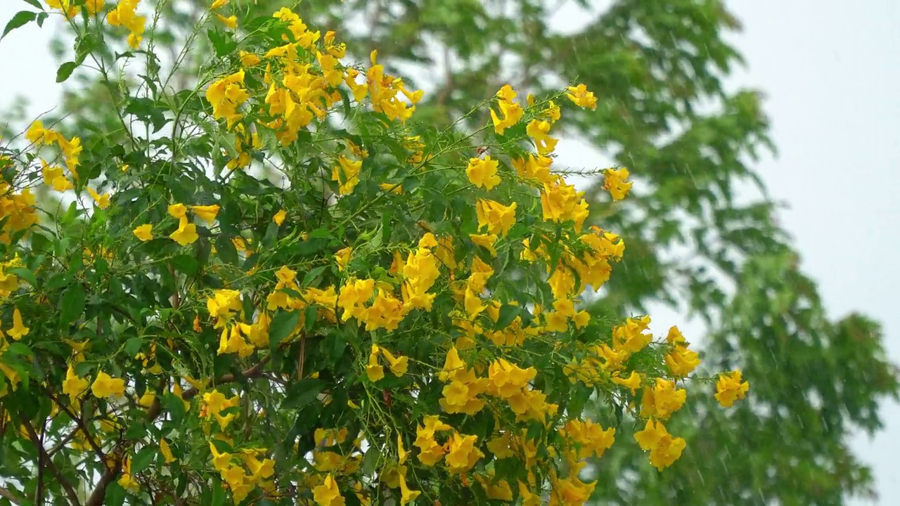 大雨和风吹着绿树。视频素材