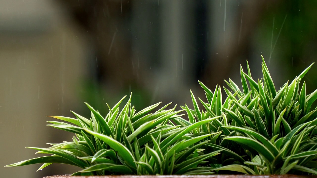 4k雨季视频素材