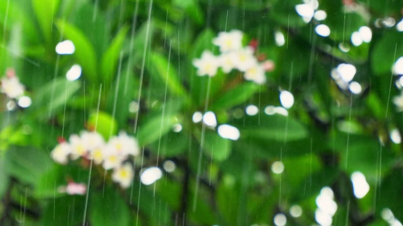 4k雨季视频素材