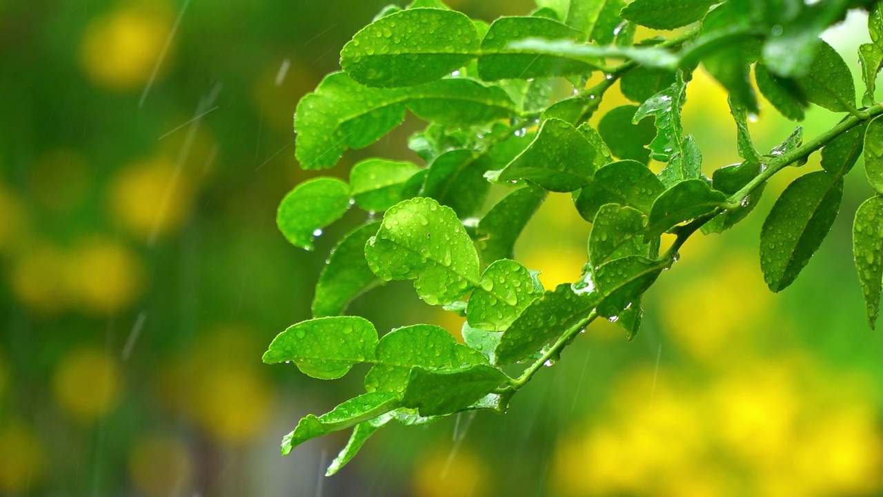 大雨和风吹着绿树。视频素材