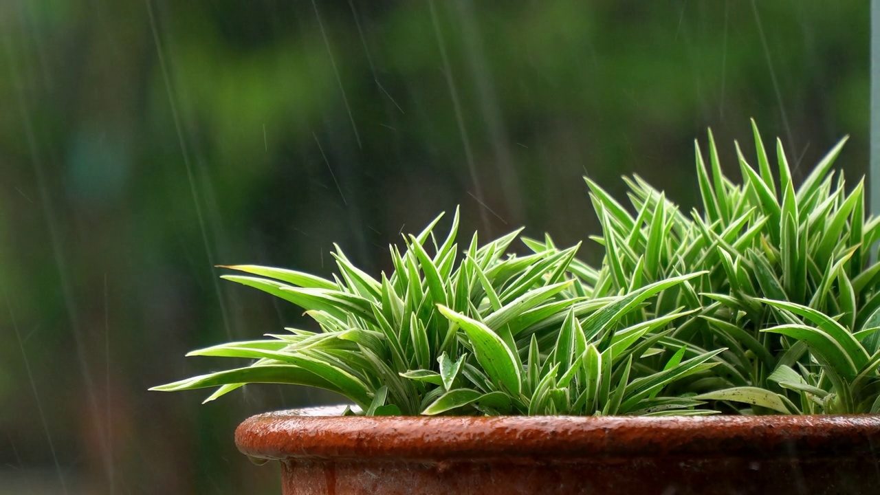 4k雨季视频素材