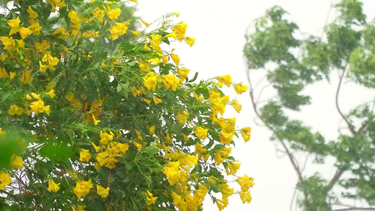 大雨和风吹着绿树。视频素材