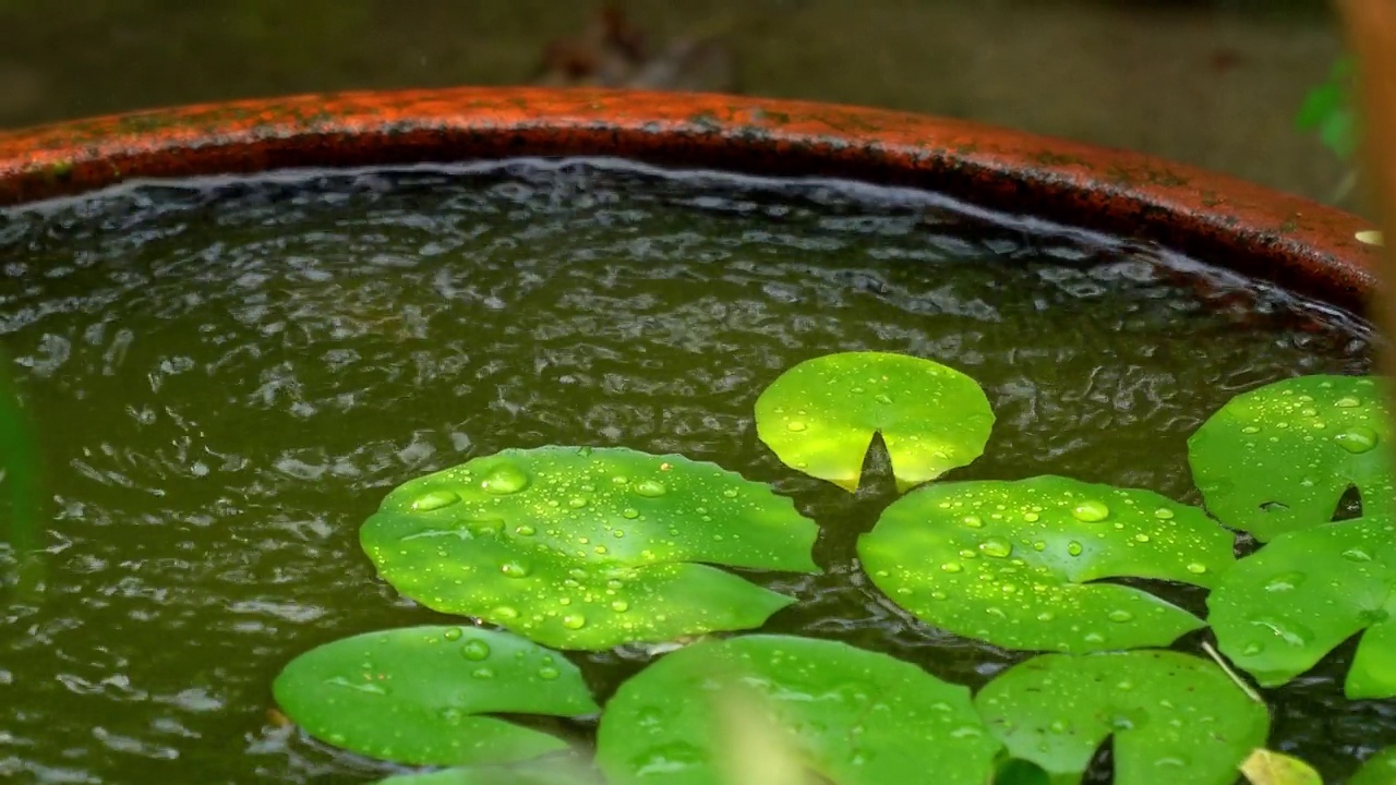 4k雨季视频素材