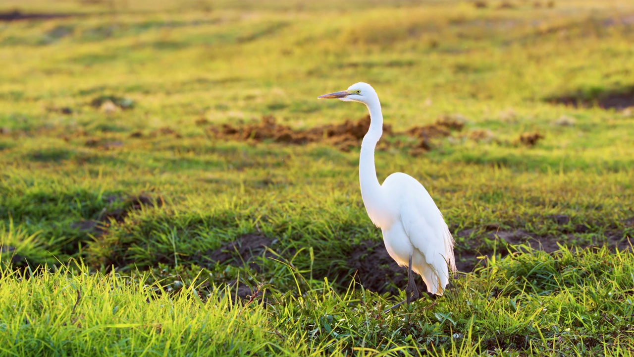 一只大白鹭(Ardea alba)坐在非洲博茨瓦纳乔贝国家公园的草地上视频素材