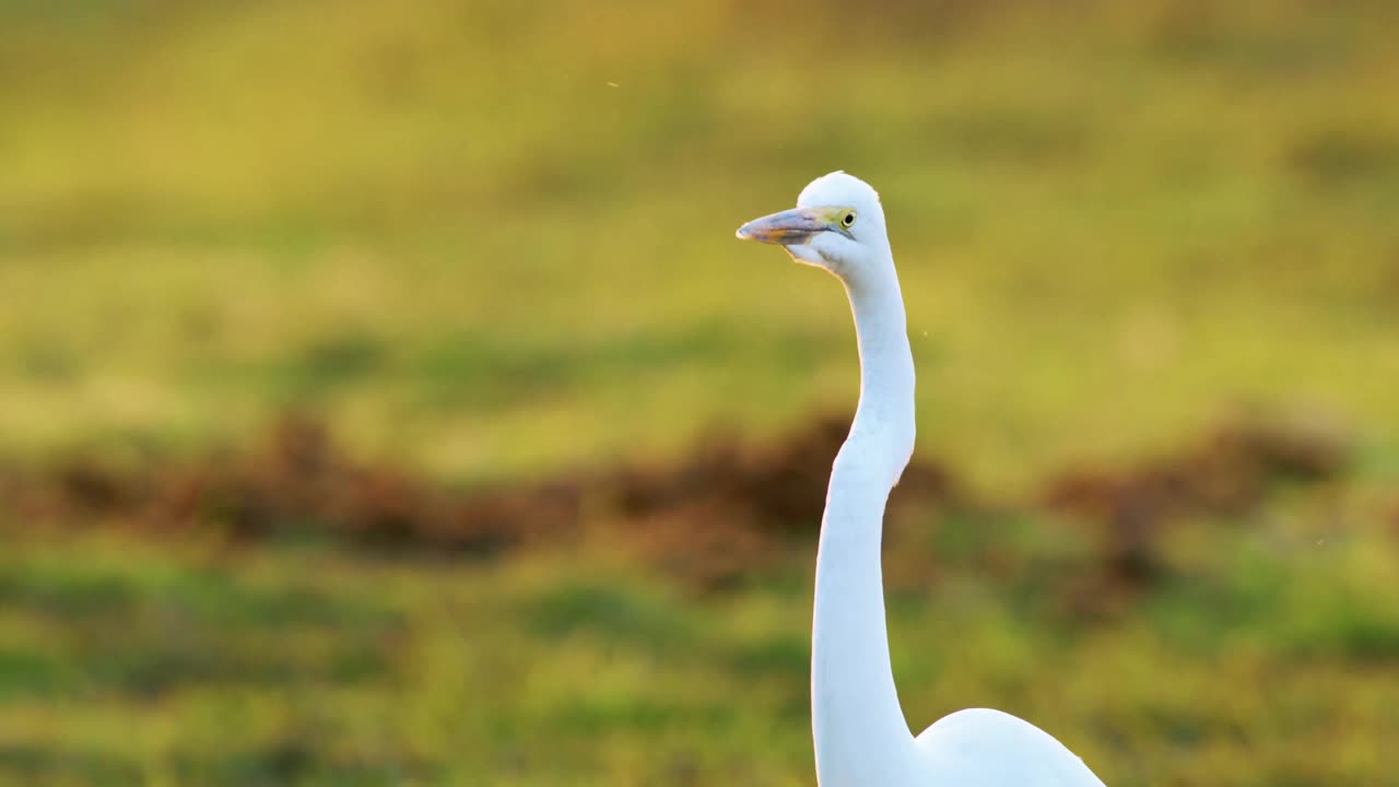 大白鹭(Ardea alba)的头部和颈部特写，背景为绿色。乔贝国家公园，非洲博茨瓦纳视频素材