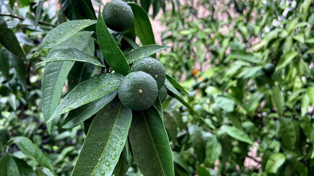 青青的橘子在雨滴中摇曳在树枝上视频素材