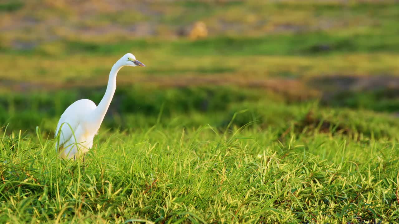 非洲博茨瓦纳乔贝国家公园，绿色背景中的一只大白鹭(Ardea alba)视频素材