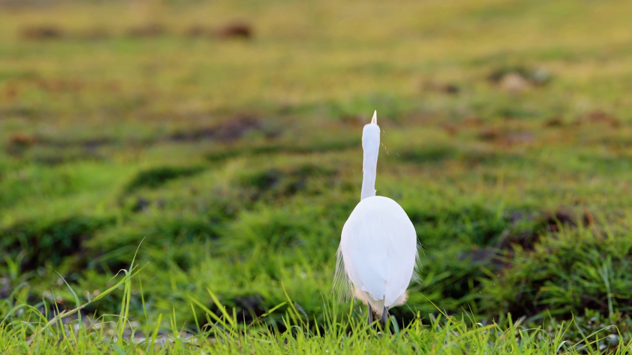 南非博茨瓦纳乔贝国家公园，一只大白鹭(Ardea alba)在水坑里喝水视频素材