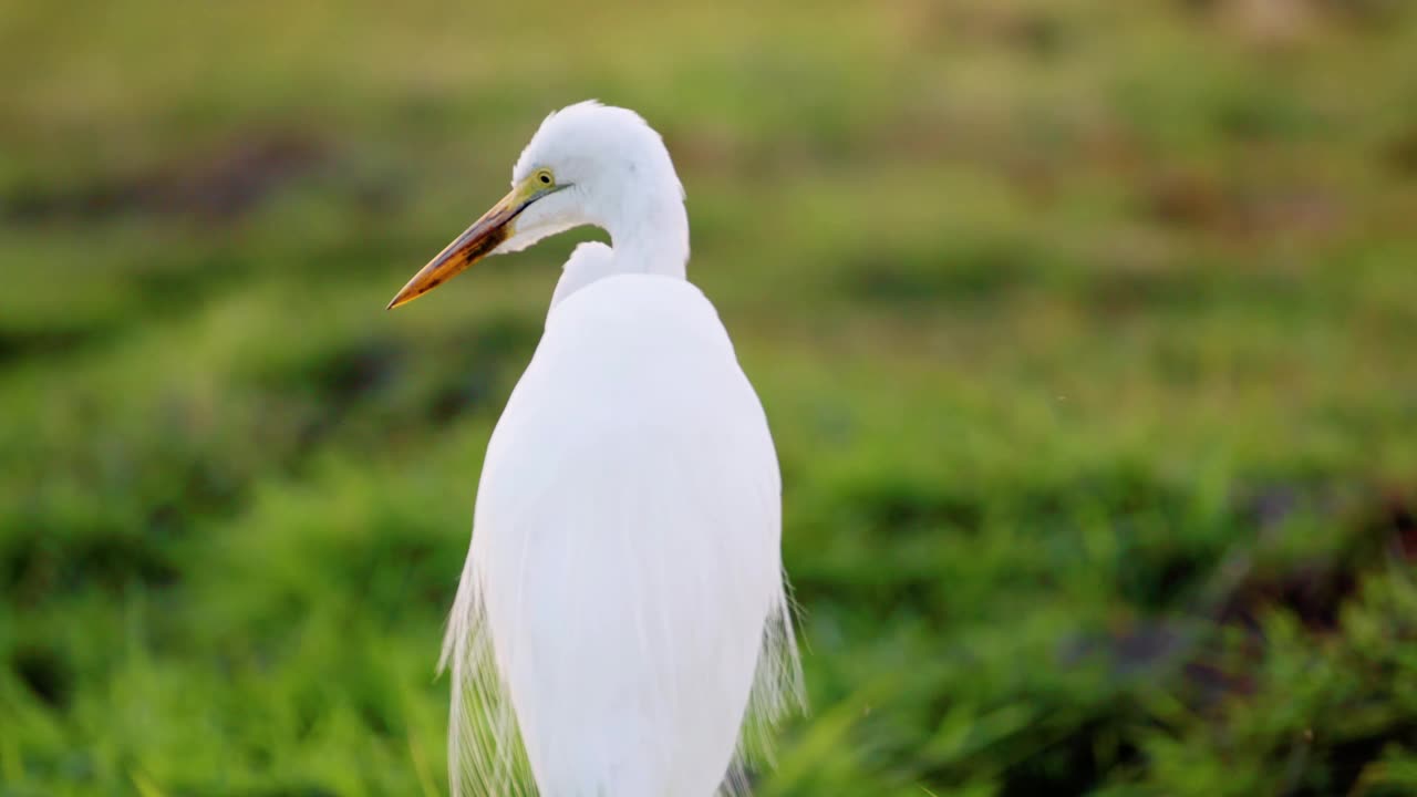 大白鹭(Ardea alba)背部的肖像。南非博茨瓦纳的乔贝国家公园视频素材