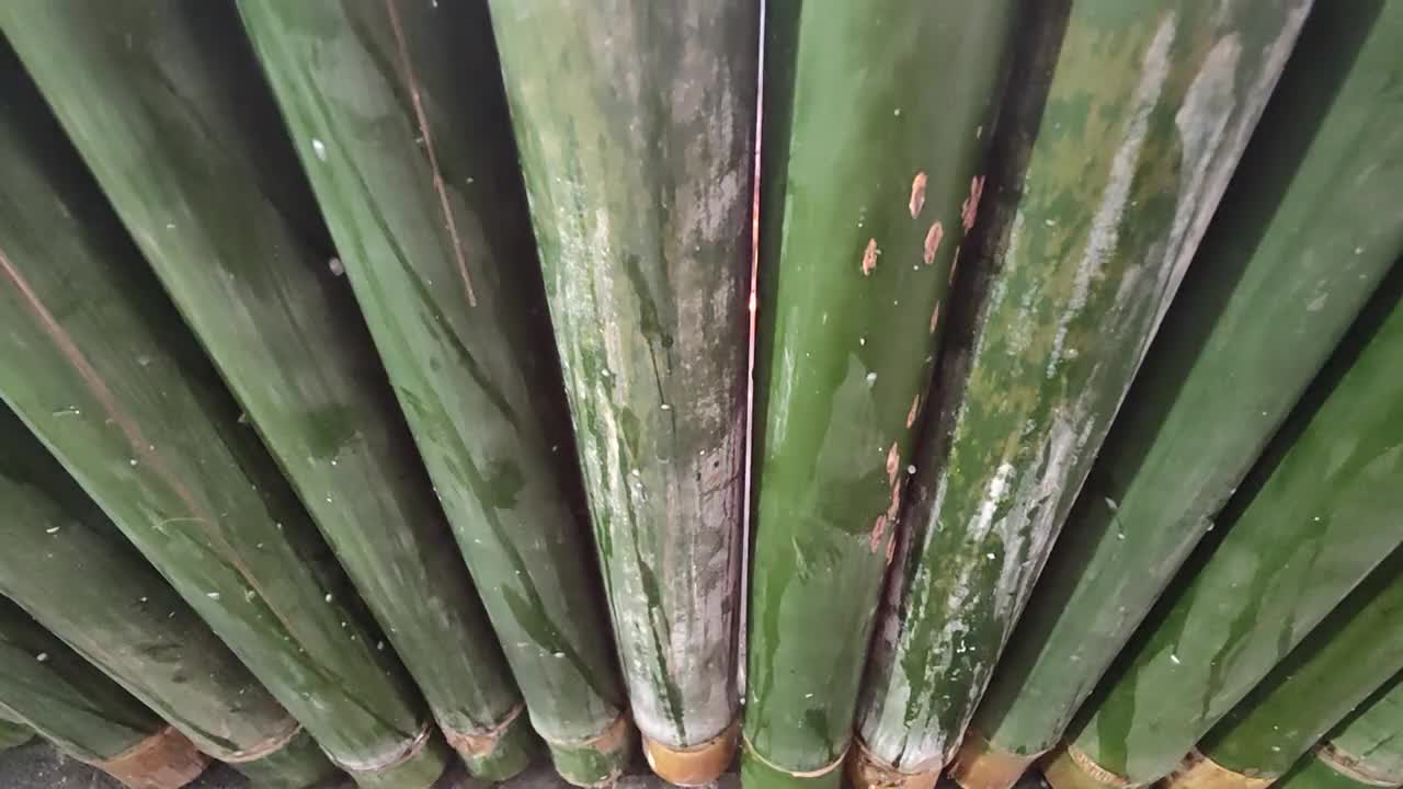 “Lemang”准备视频下载