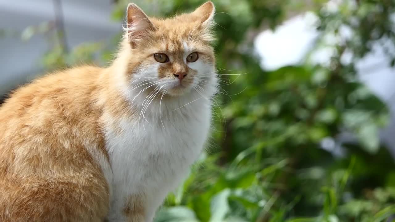 可爱的黄猫在花园里视频素材