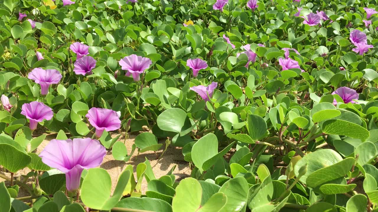 粉色牵牛花盛开的特写镜头视频素材