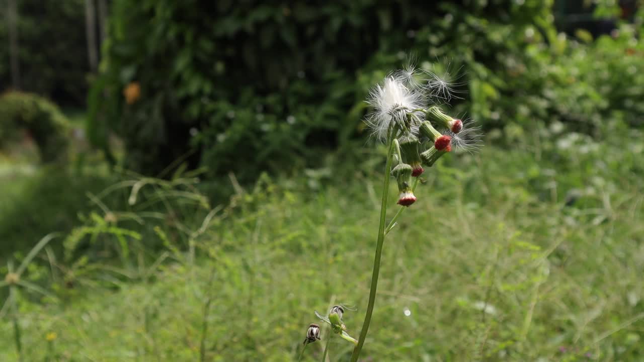 天然美丽的兰花花和叶子视频素材