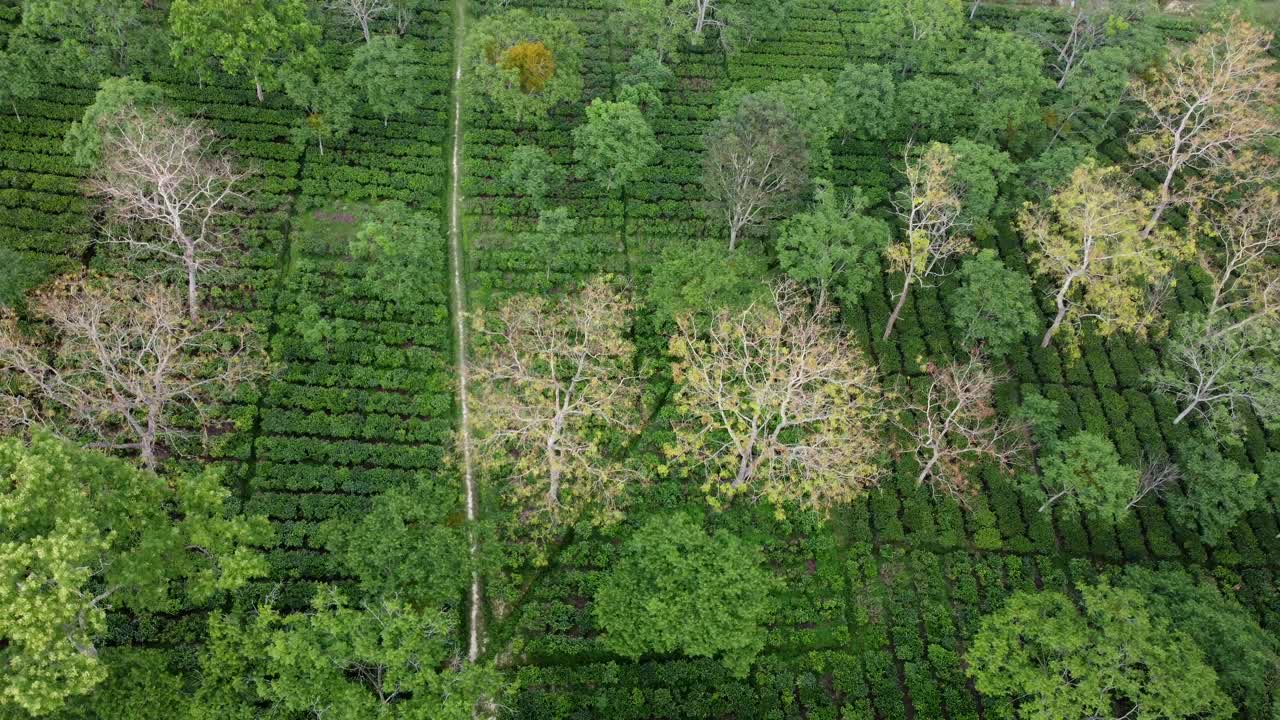 阿萨姆邦的茶园视频素材