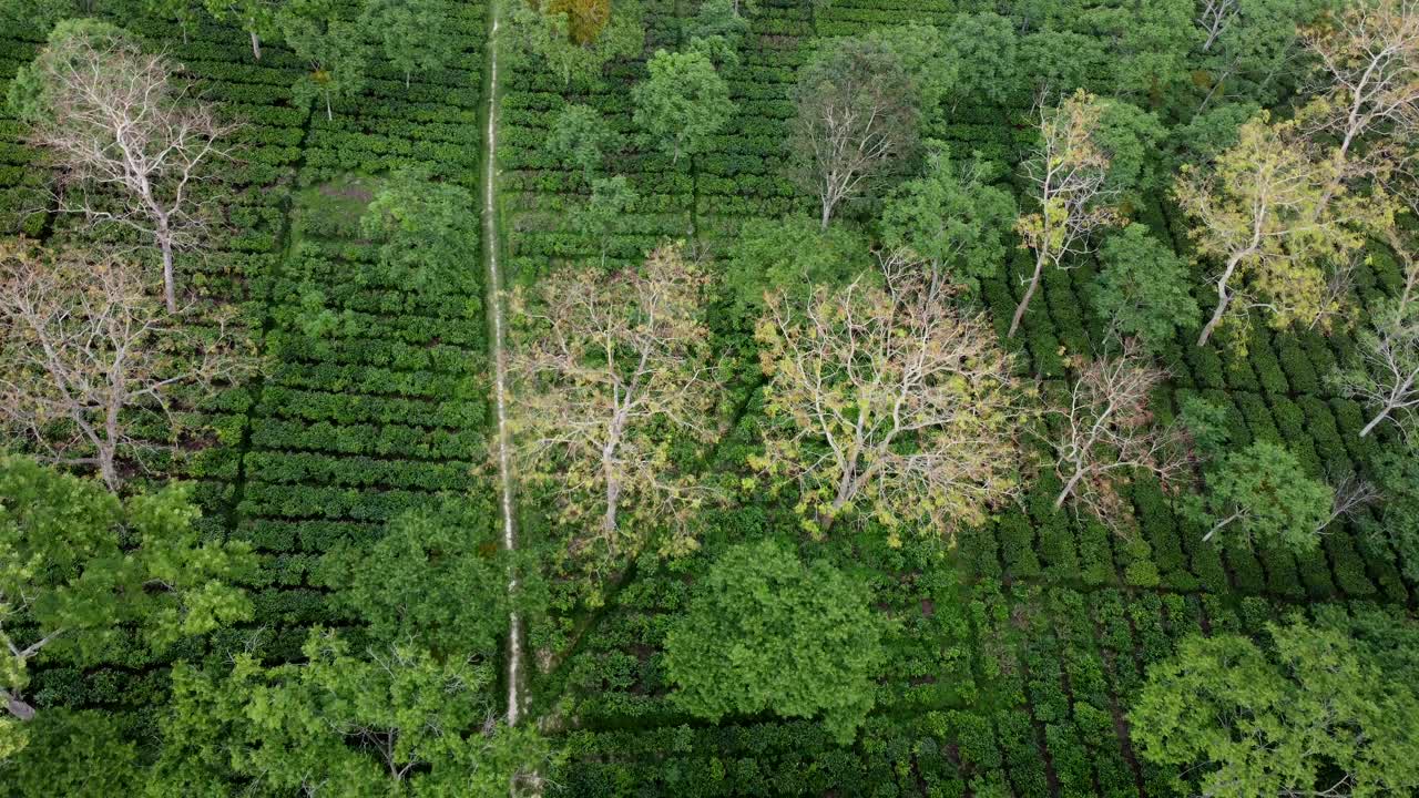 阿萨姆邦的茶园视频素材