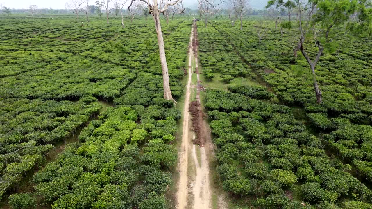 阿萨姆邦的茶园视频素材