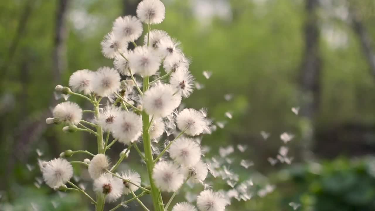 森林里毛茸茸的白Butterbur花视频素材