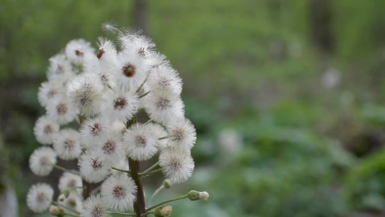 森林里毛茸茸的白Butterbur花视频素材