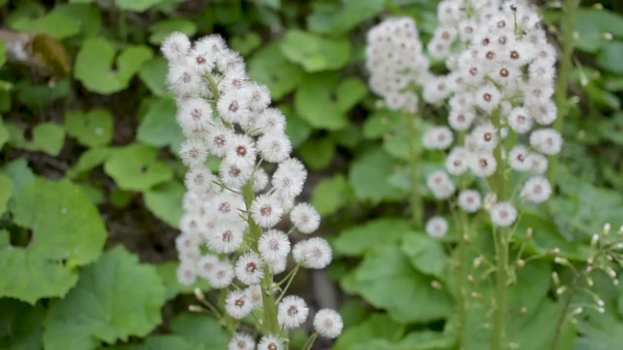 森林里毛茸茸的白Butterbur花视频素材