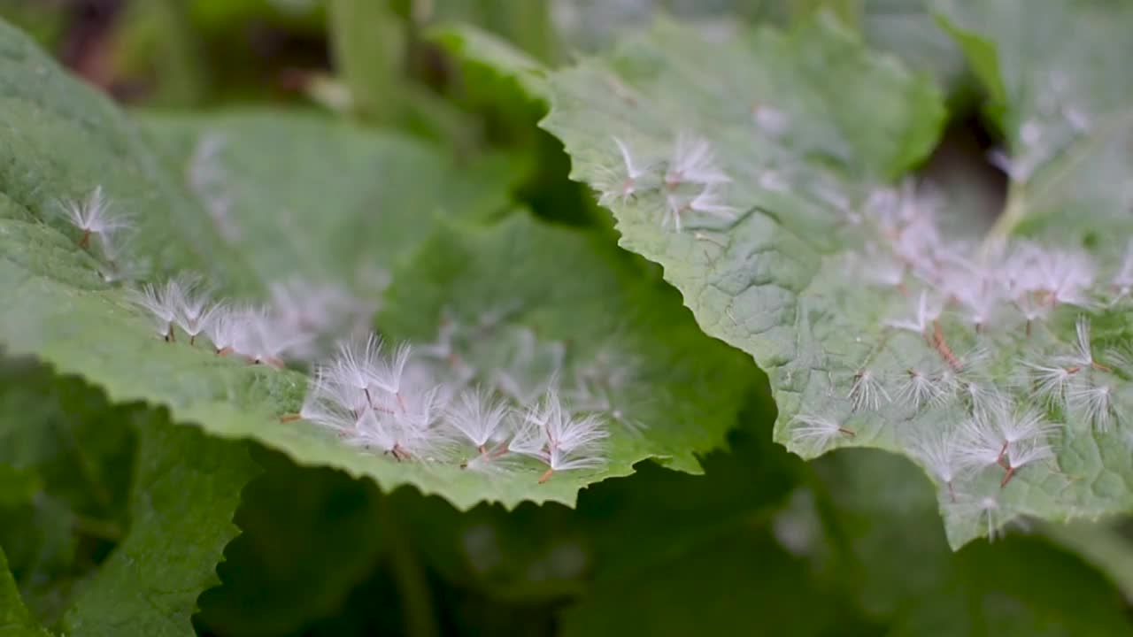 白Butterbur的松软种子长在自己的叶子上视频素材