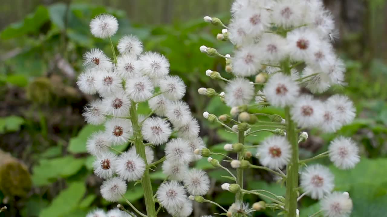 森林里毛茸茸的白Butterbur花视频素材