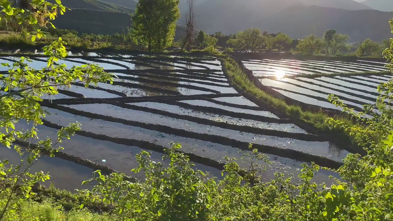 在Çukurca, Hakkari, t<s:1> rkiye水稻种植是通过在群山环绕的平原上用泥浆制造小池塘来进行的。视频素材