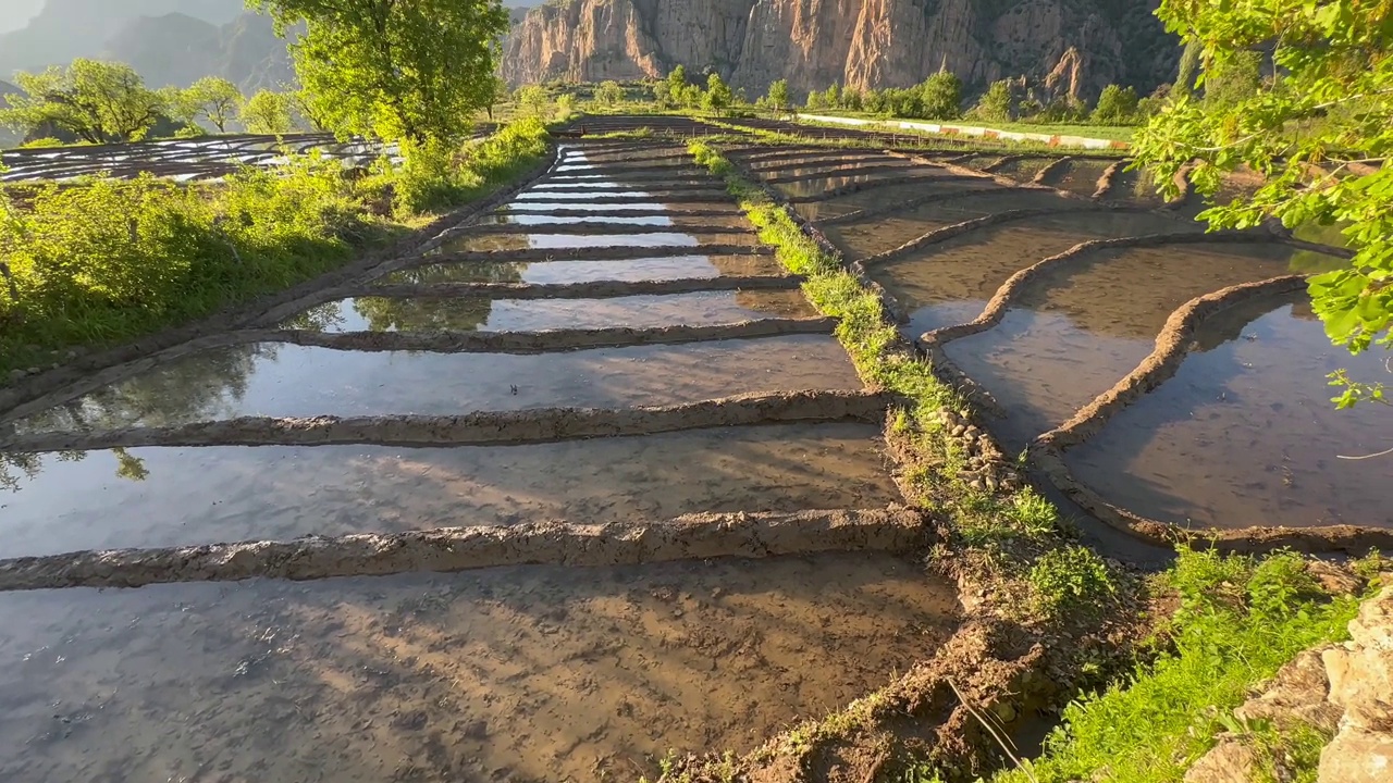 在Çukurca, Hakkari, t<s:1> rkiye水稻种植是通过在群山环绕的平原上用泥浆制造小池塘来进行的。视频素材