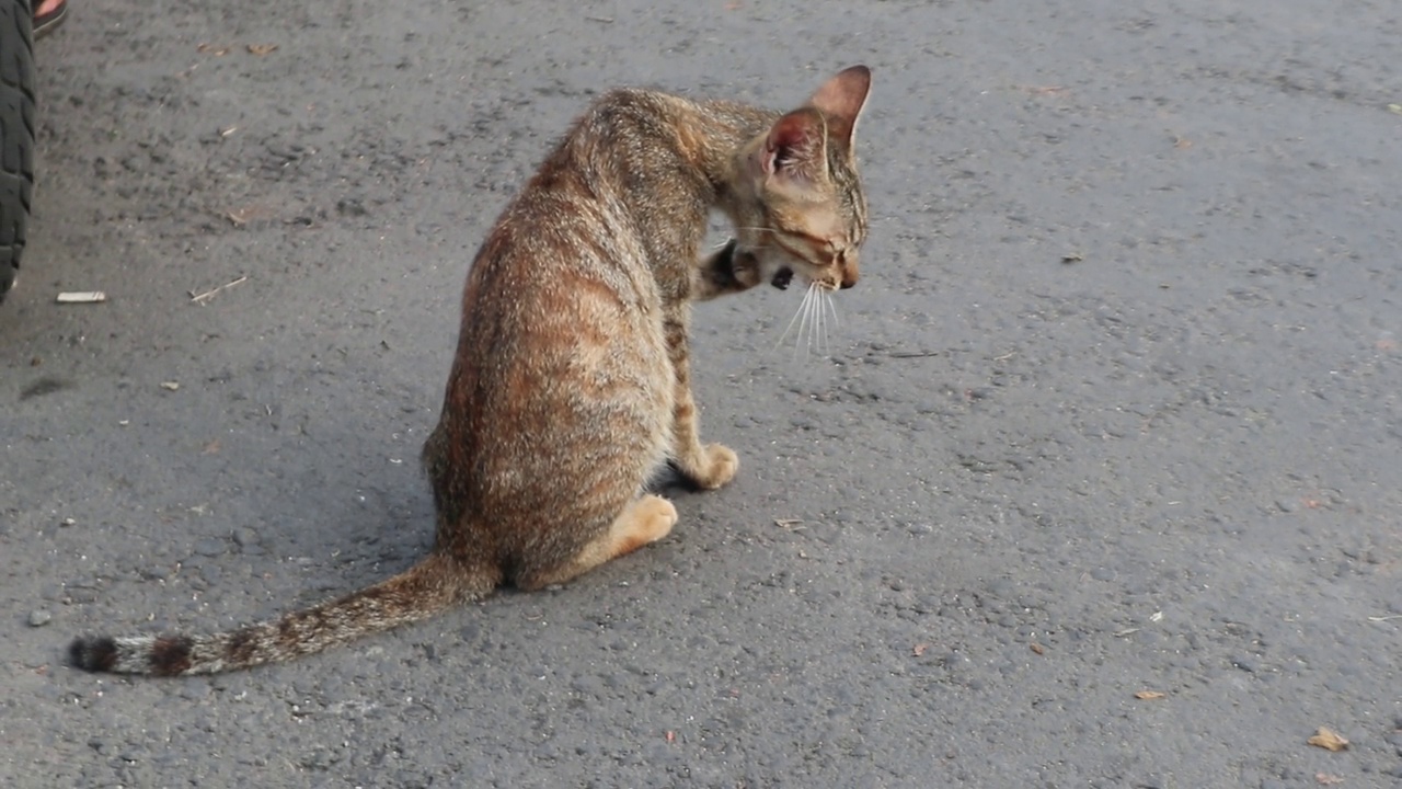 猫舔爪路边视频下载