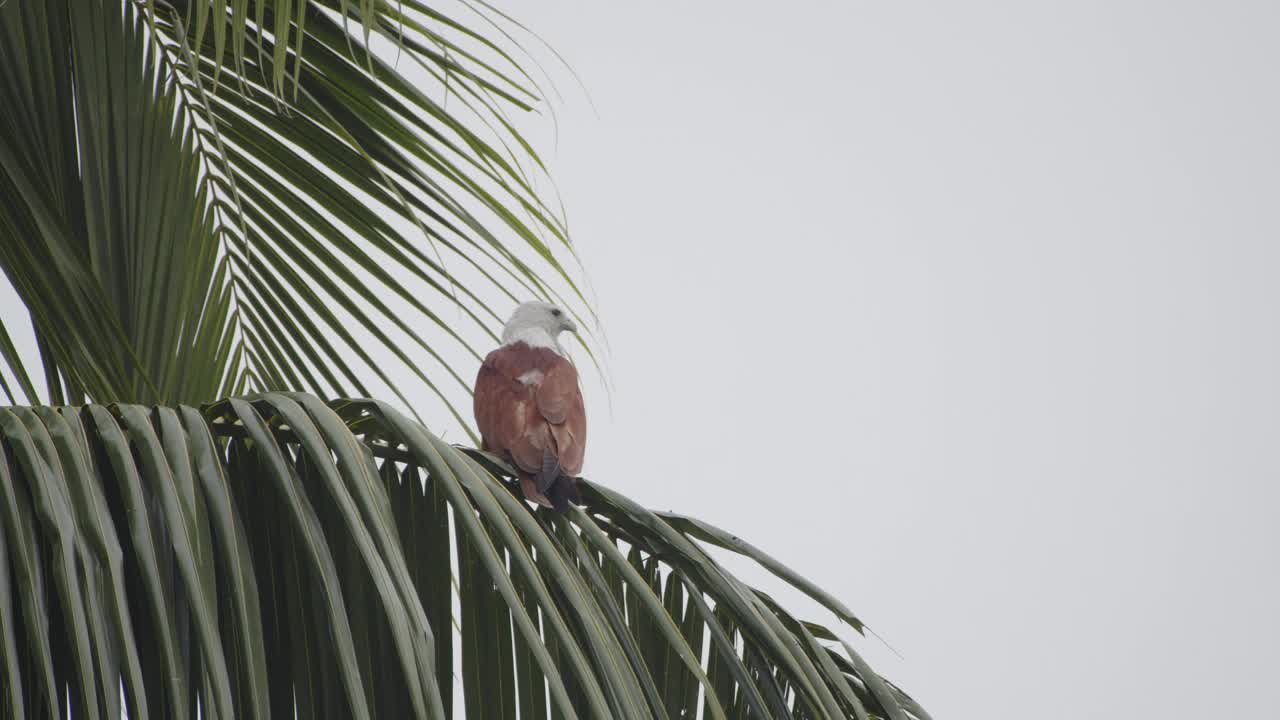 下雨天栖息在棕榈叶上的猛禽视频素材