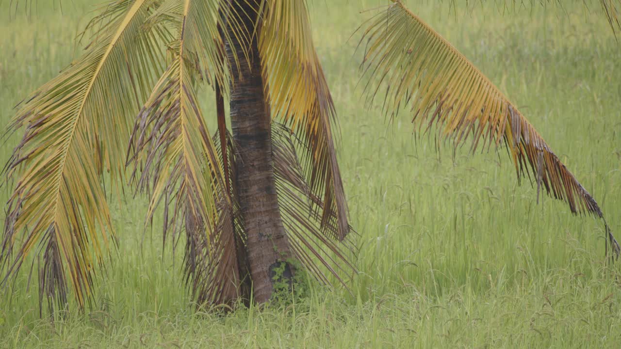 雨中的棕榈树和稻田视频素材