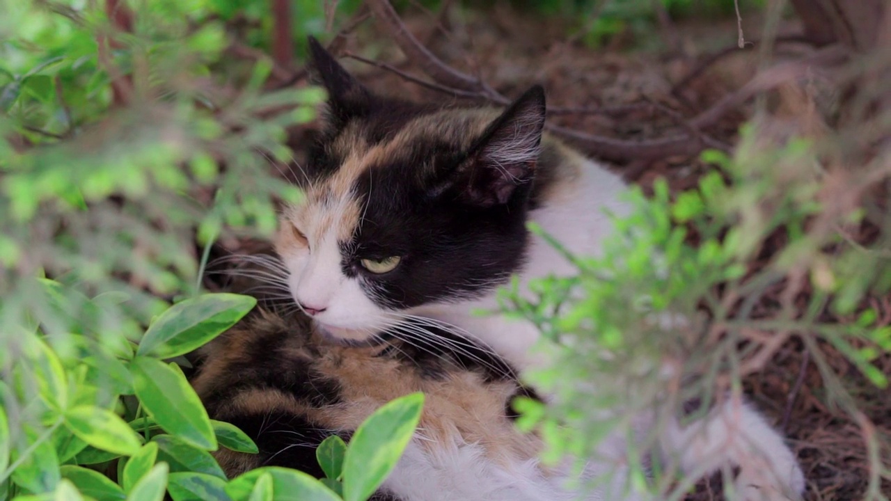 猫在花园里的灌木丛下洗澡。缓慢的运动。视频素材