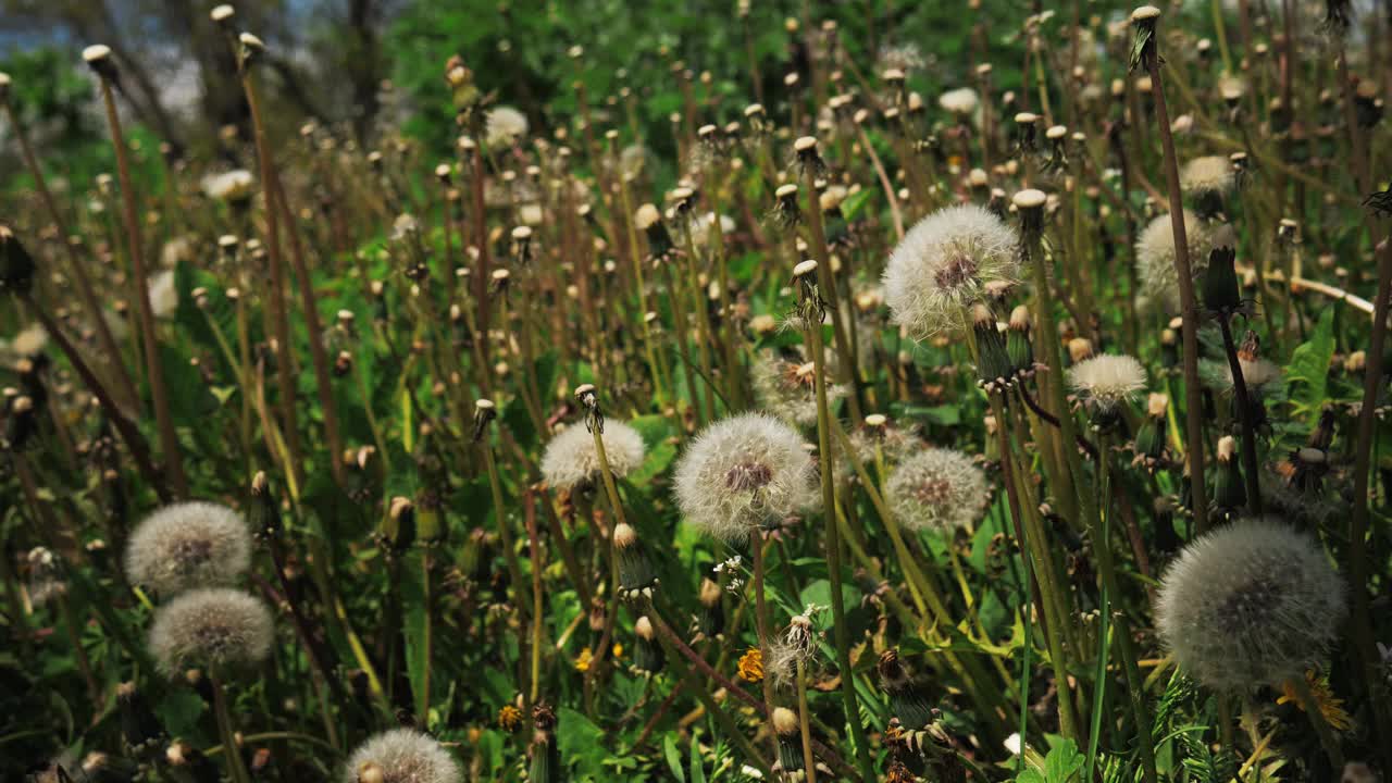 草地上的蒲公英视频素材