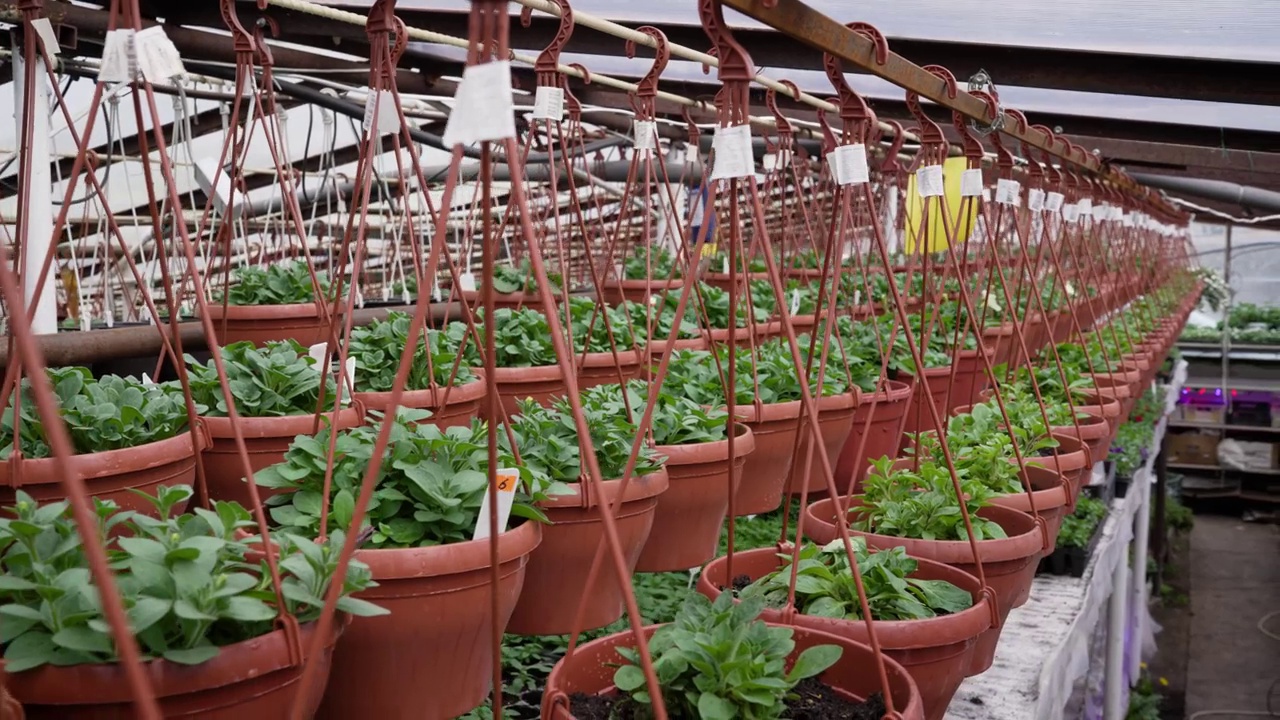 粉色、黄色和紫色的矮牵牛花挂在苗圃里的塑料盆里。粉色、黄色的矮牵牛花挂在苗圃里的塑料盆里。春天温室里花盆里的牵牛花。视频素材