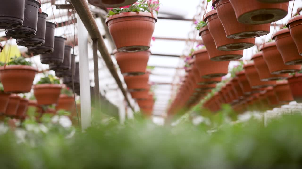 用360度摄像机拍摄，温室里的牵牛花。商业温室在悬挂篮和紫色，粉红色和红色牵牛花，白色，红色和粉红色秋海棠在容器。视频素材