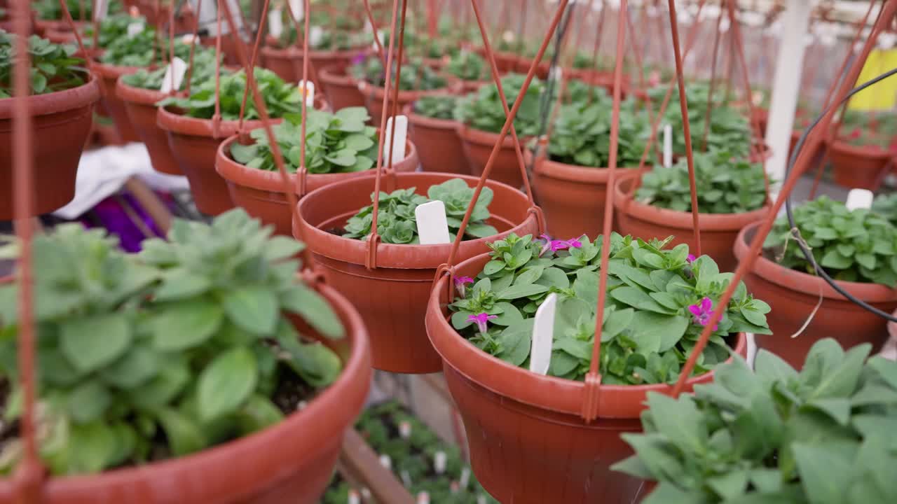 长着花的温室。图为温室里的绿色幼苗——有机农业。温室里盛开的花。绿色的矮牵牛视频素材