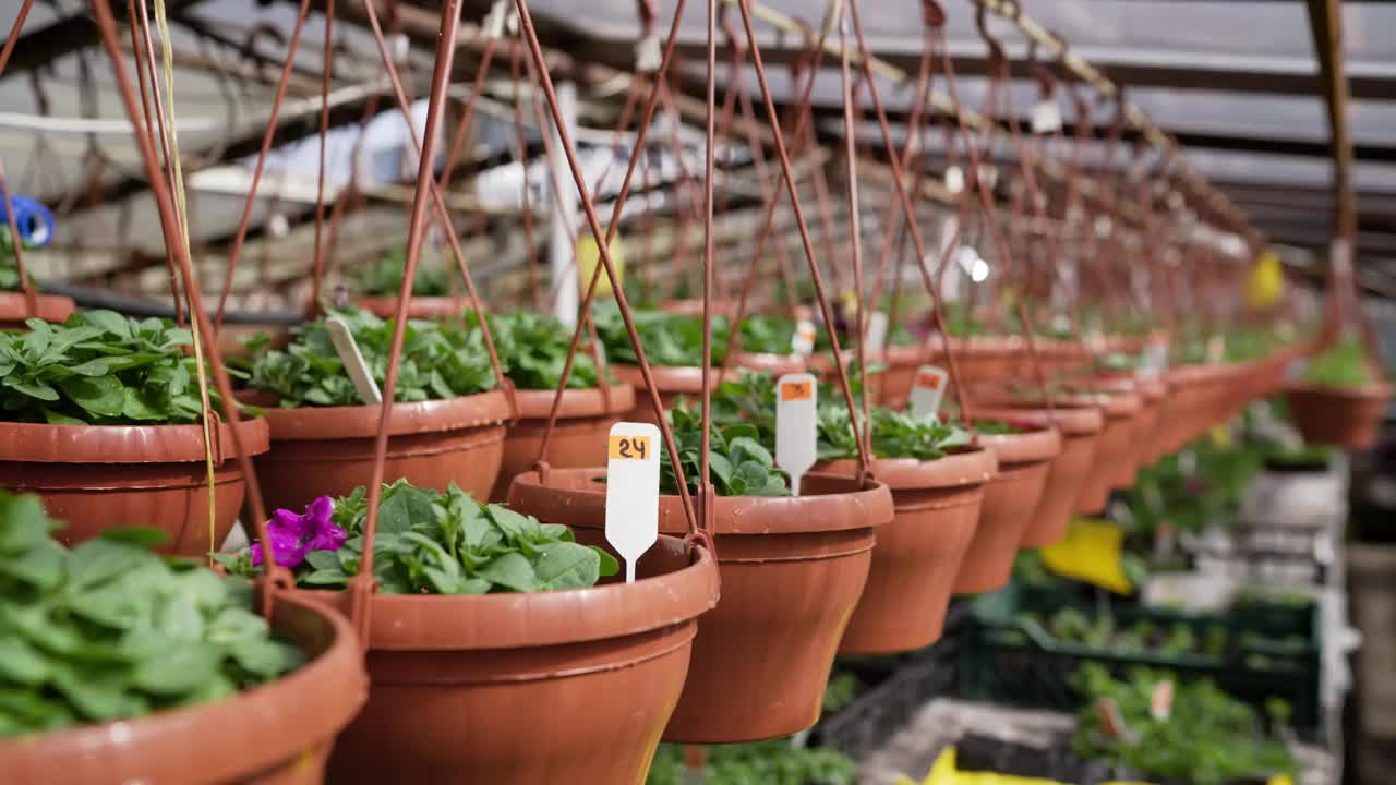 春天温室里花盆里的牵牛花。粉色、黄色和紫色的矮牵牛花挂在苗圃里的塑料盆里。粉色、黄色的矮牵牛花挂在苗圃里的塑料盆里。视频素材