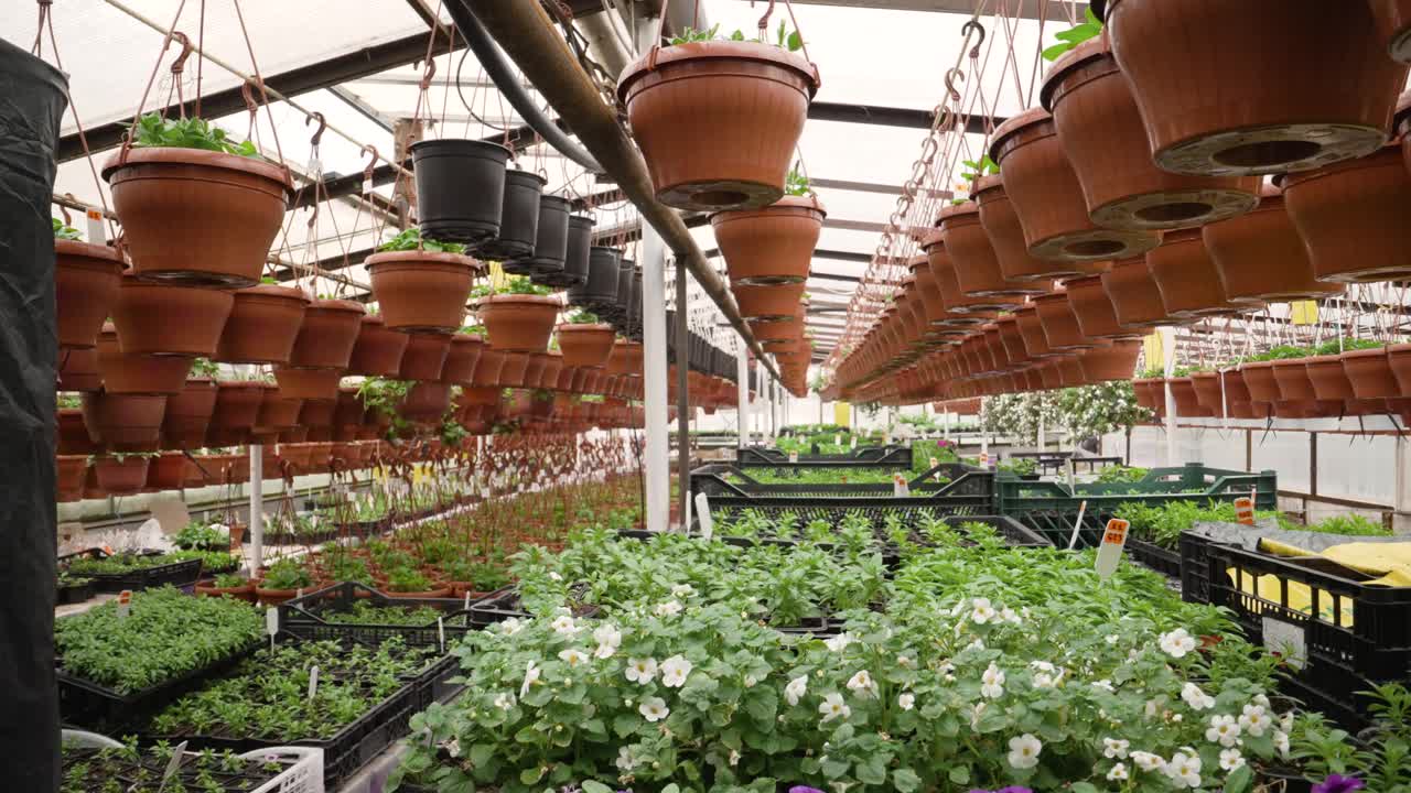 温室里各种花卉的美丽展览和季节性销售。春天，温室里的矮牵牛花有很多不同的颜色。温室里盛开着不同颜色的牵牛花。视频素材