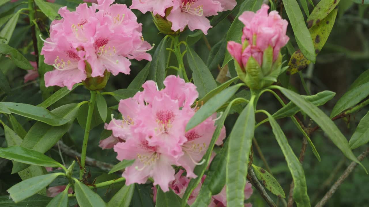 带蜜蜂的粉红杜鹃视频素材