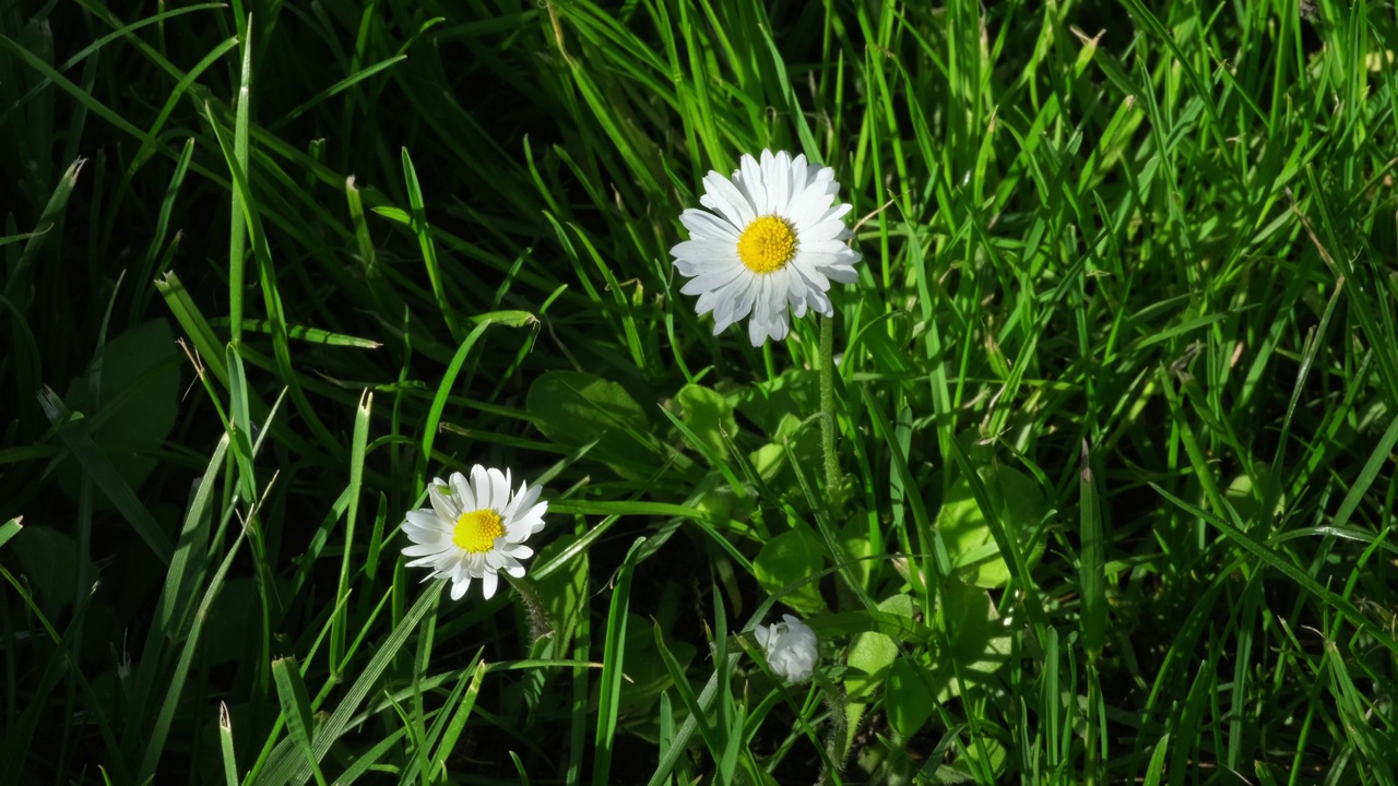 洋甘菊花卉。甘菊花田视频素材