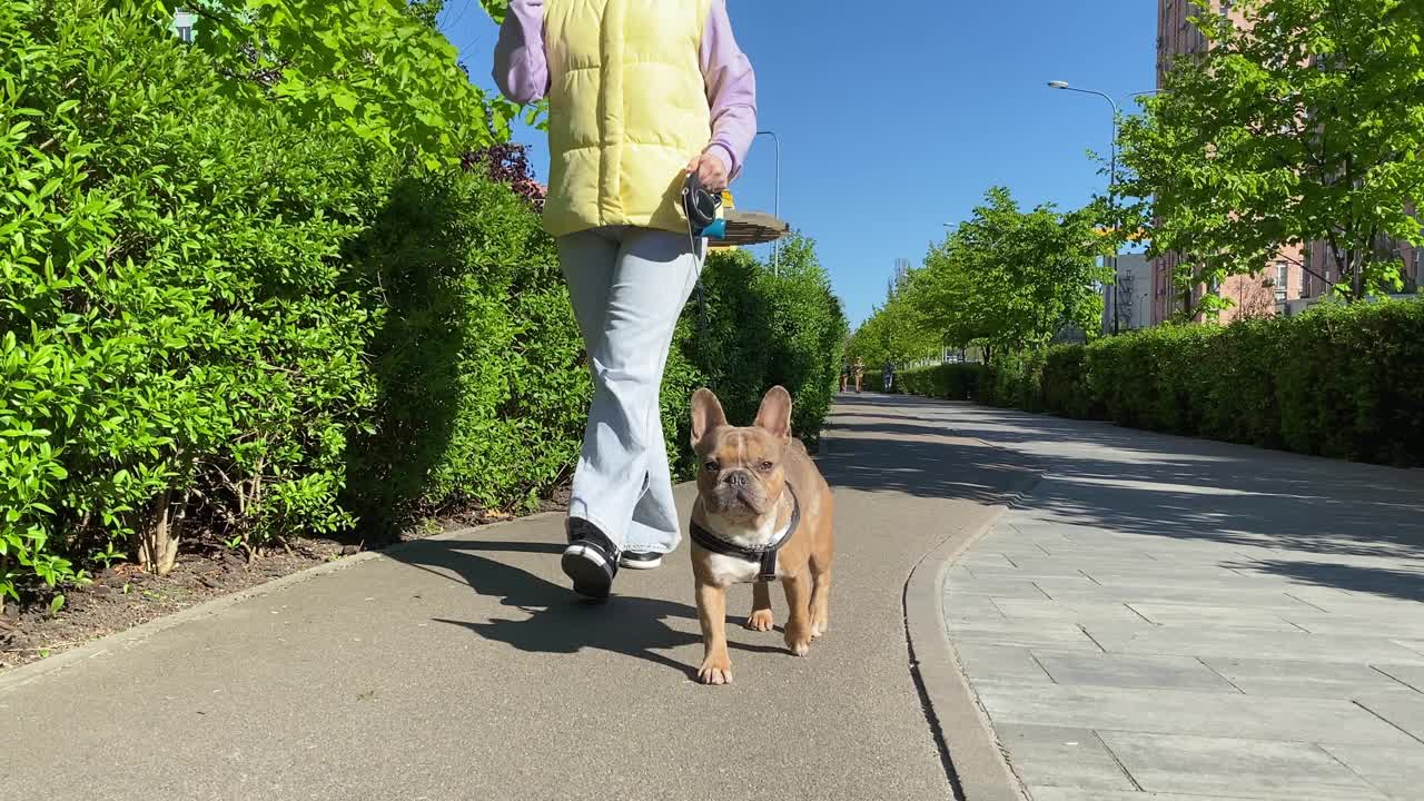 清晨，低段女子在城市公园的人行道上遛狗视频素材